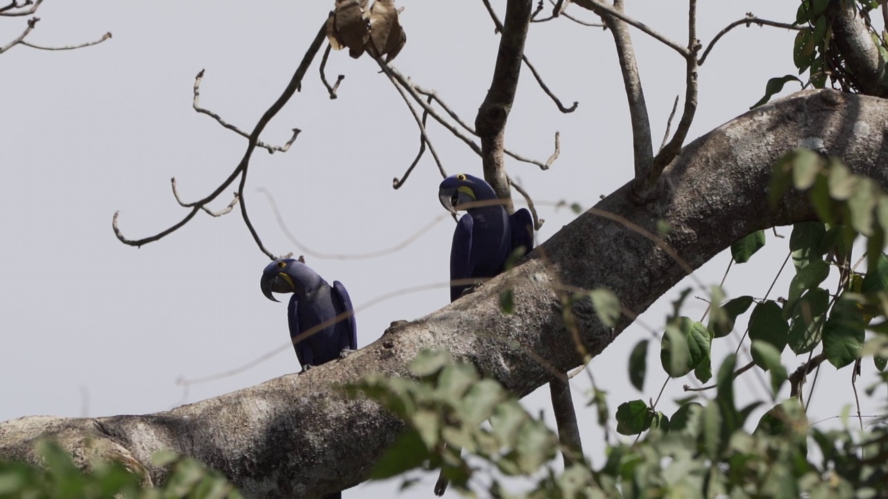 美丽的蓝色风信子鹦鹉Anodorhynchus hyacinthinus，沿着通往巴西Jofre港的trantaneira路线，爬过地球上最大的沼泽地区Pantanal的树木。视频素材