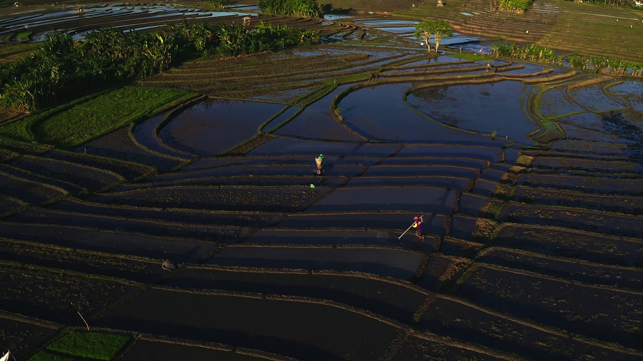 在巴厘岛，农民们正在灌溉水稻种植。视频素材