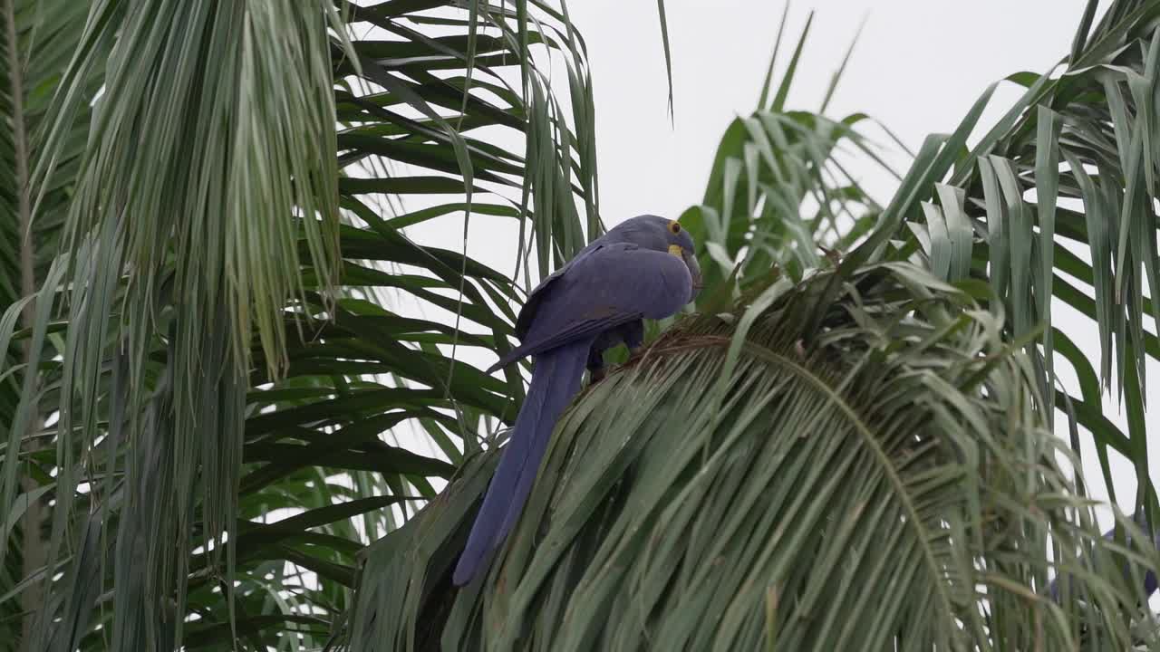 美丽的蓝色风信子鹦鹉Anodorhynchus hyacinthinus，沿着通往巴西Jofre港的trantaneira路线，爬过地球上最大的沼泽地区Pantanal的树木。视频素材