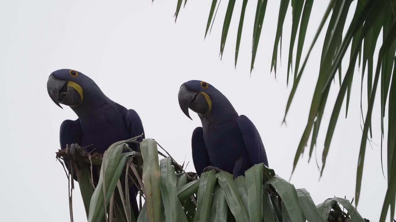 美丽的蓝色风信子鹦鹉Anodorhynchus hyacinthinus，沿着通往巴西Jofre港的trantaneira路线，爬过地球上最大的沼泽地区Pantanal的树木。视频素材