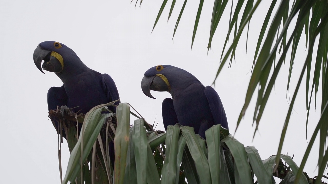 美丽的蓝色风信子鹦鹉Anodorhynchus hyacinthinus，沿着通往巴西Jofre港的trantaneira路线，爬过地球上最大的沼泽地区Pantanal的树木。视频素材