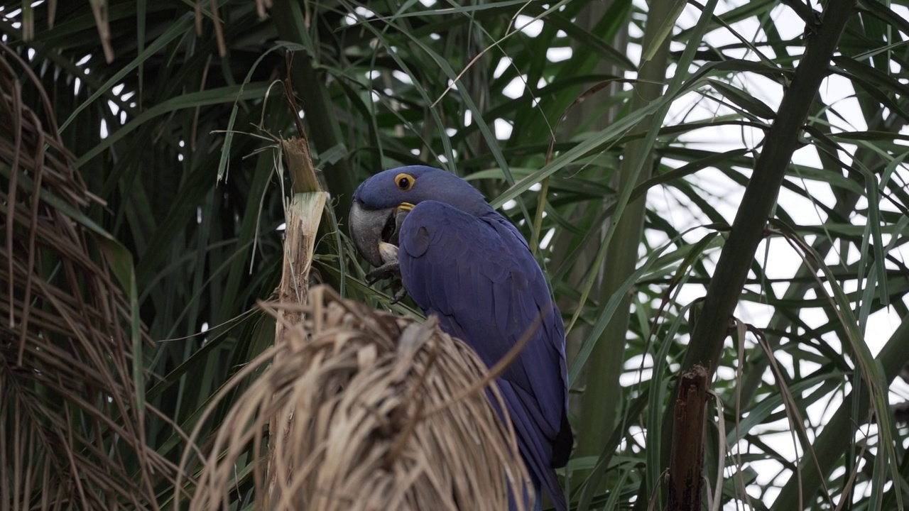 美丽的蓝色风信子鹦鹉Anodorhynchus hyacinthinus，沿着通往巴西Jofre港的trantaneira路线，爬过地球上最大的沼泽地区Pantanal的树木。视频素材