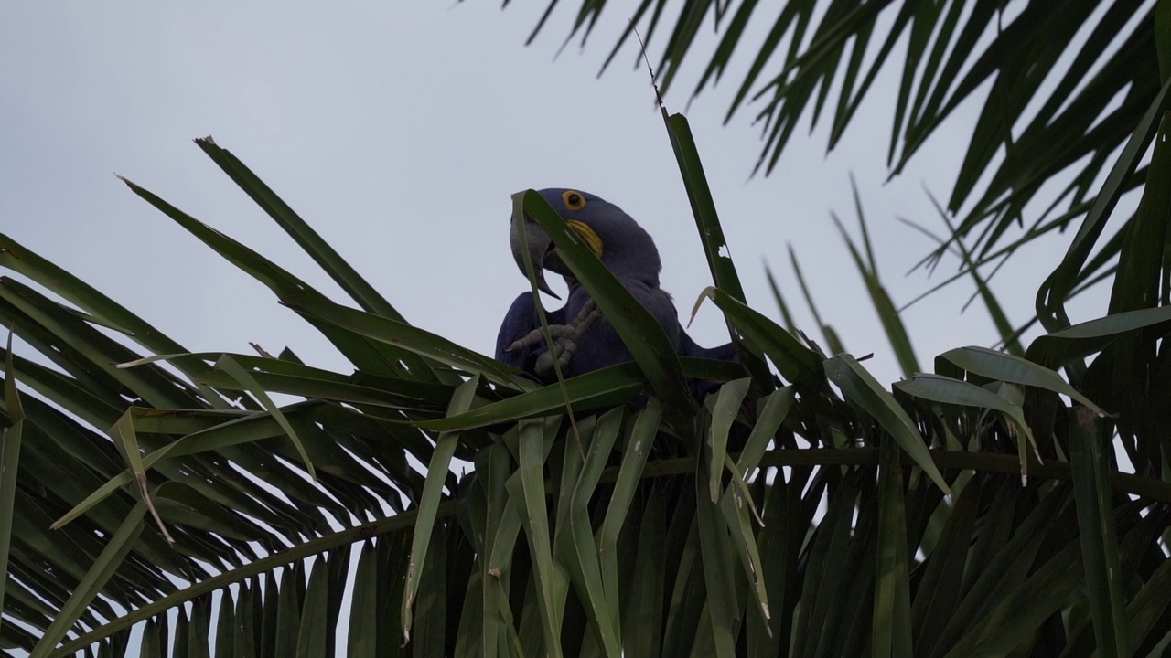 美丽的蓝色风信子鹦鹉Anodorhynchus hyacinthinus，沿着通往巴西Jofre港的trantaneira路线，爬过地球上最大的沼泽地区Pantanal的树木。视频素材