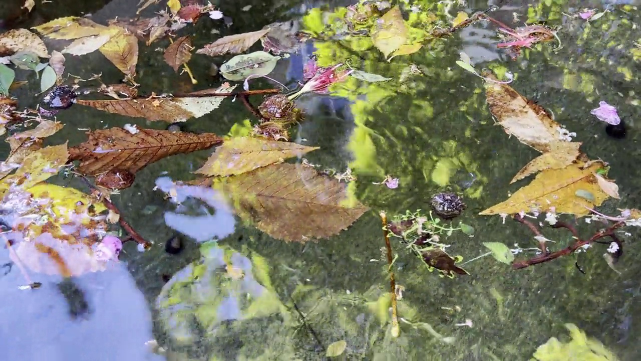 树叶和花朵漂浮在水面上的视频视频下载