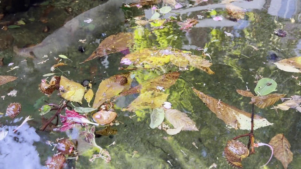 树叶和花朵漂浮在水面上的视频视频下载