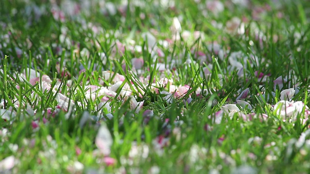 从树上落下的花视频素材