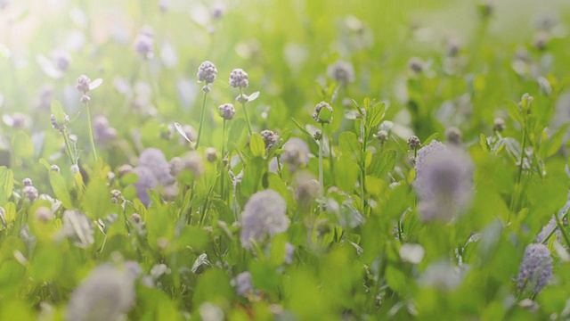 春暖花开，视频蒙太奇视频素材