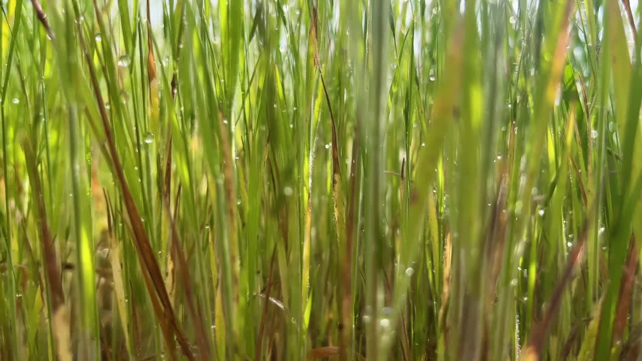 绿草沾着晨露。绿草覆盖着水珠的背景。视频素材