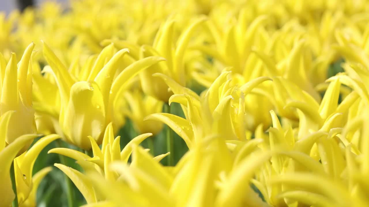 许多正在生长的五颜六色的郁金香靠近了视频下载