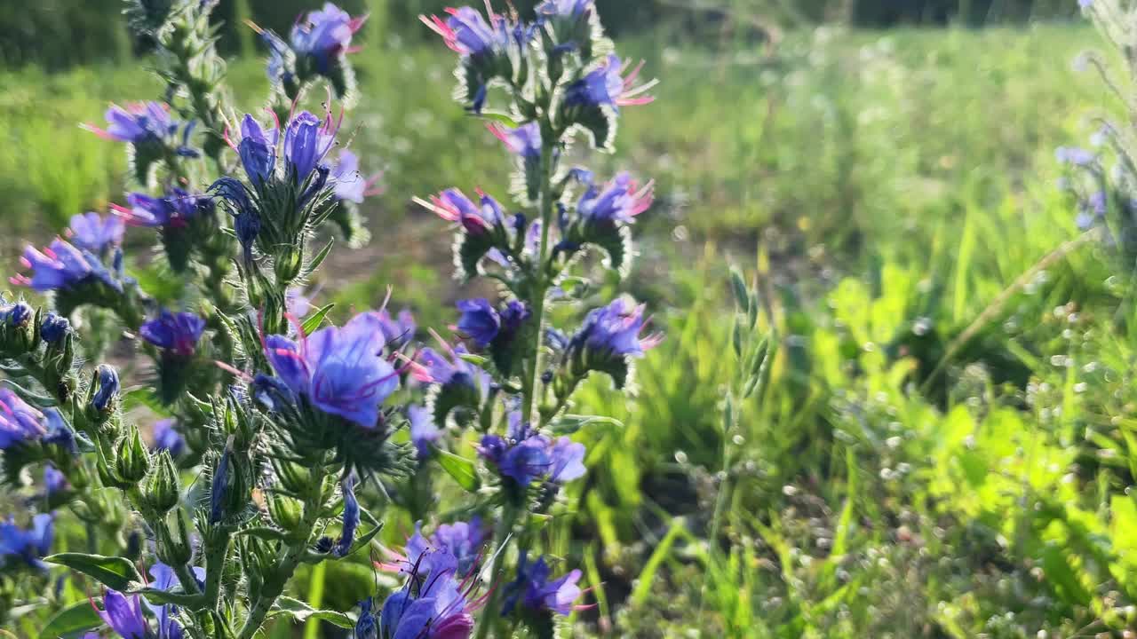 Echium vulgare。美丽的野花。蓝色的花朵，夏日花香的背景。特写镜头。散景。美丽的大自然。晴朗天气里盛开的草地。软焦点视频素材