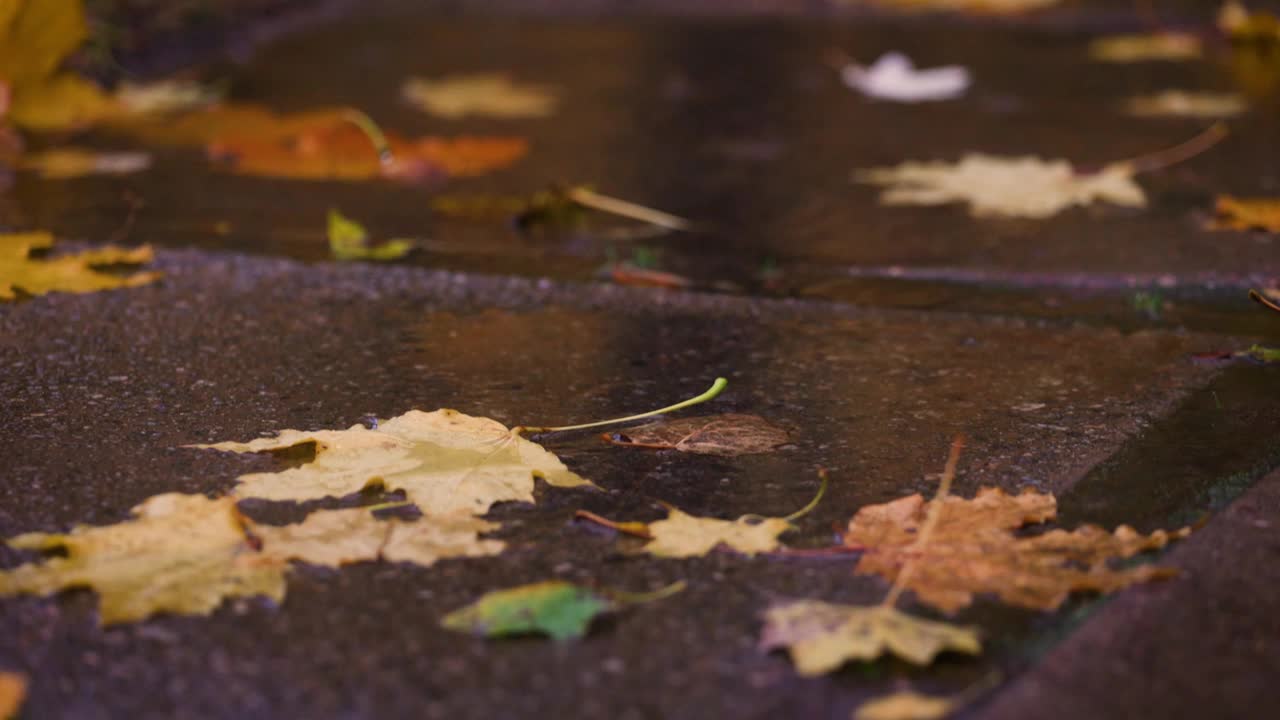 雨点落在黄叶的水坑里视频下载