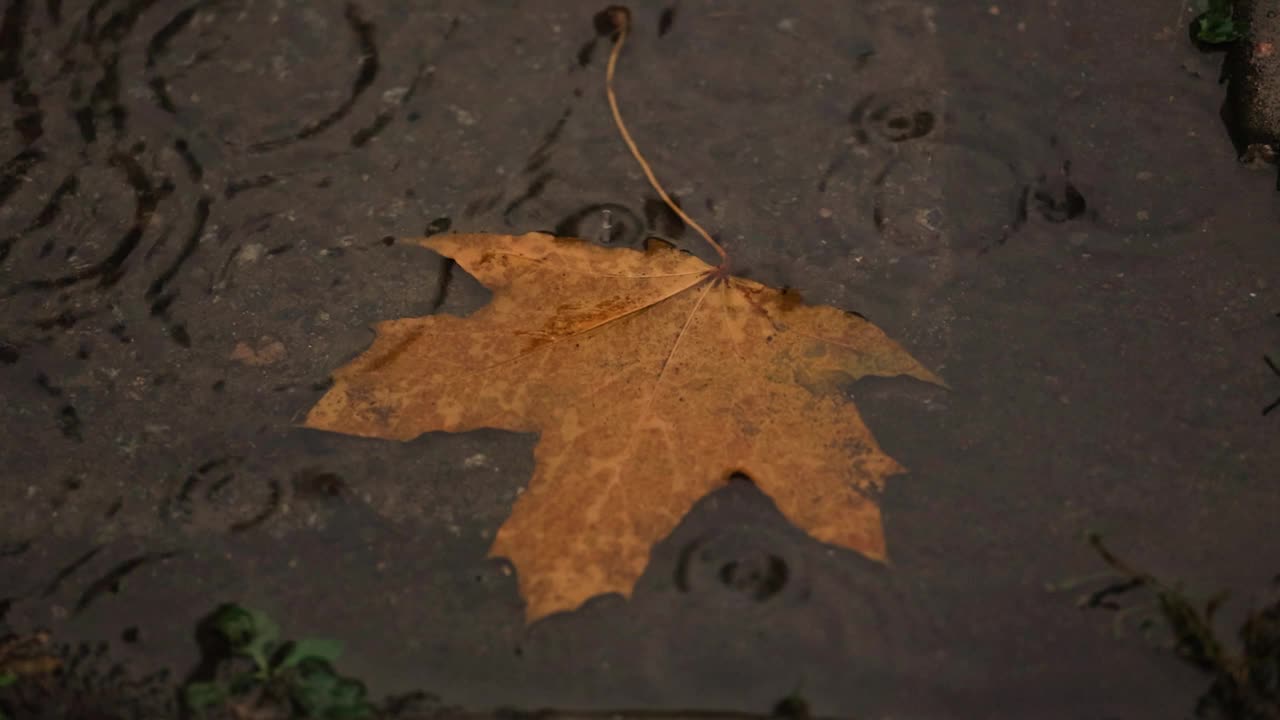 雨点落在黄叶的水坑里视频下载