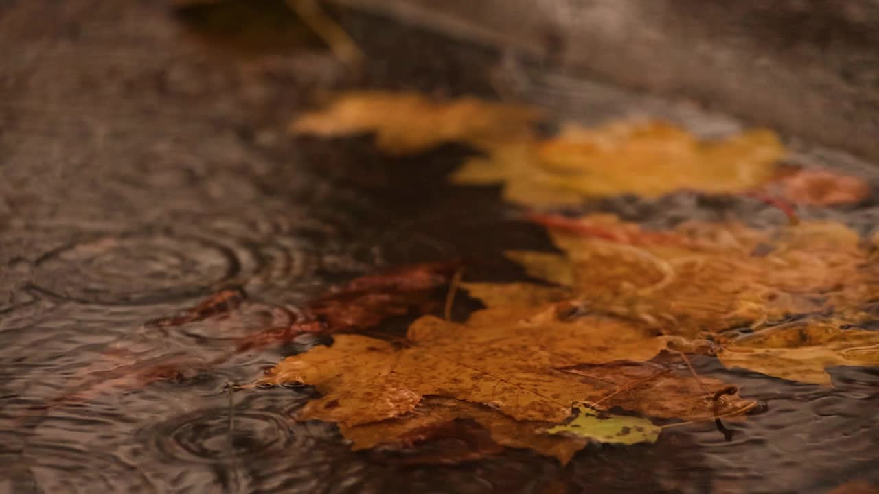 雨点落在黄叶的水坑里视频素材