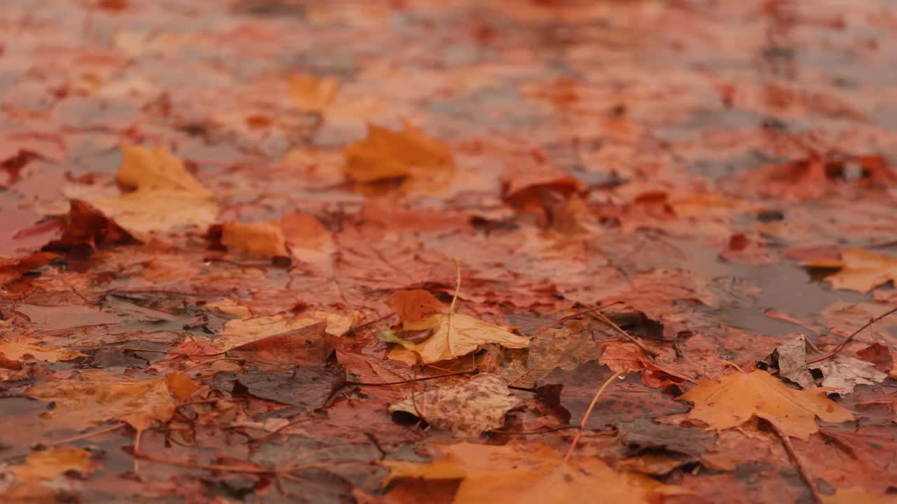 雨点落在黄叶的水坑里视频下载