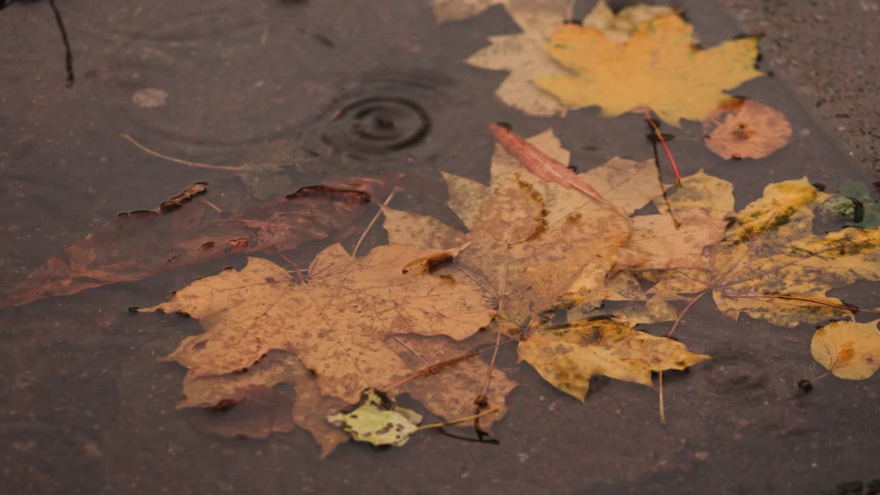 雨点落在黄叶的水坑里视频下载