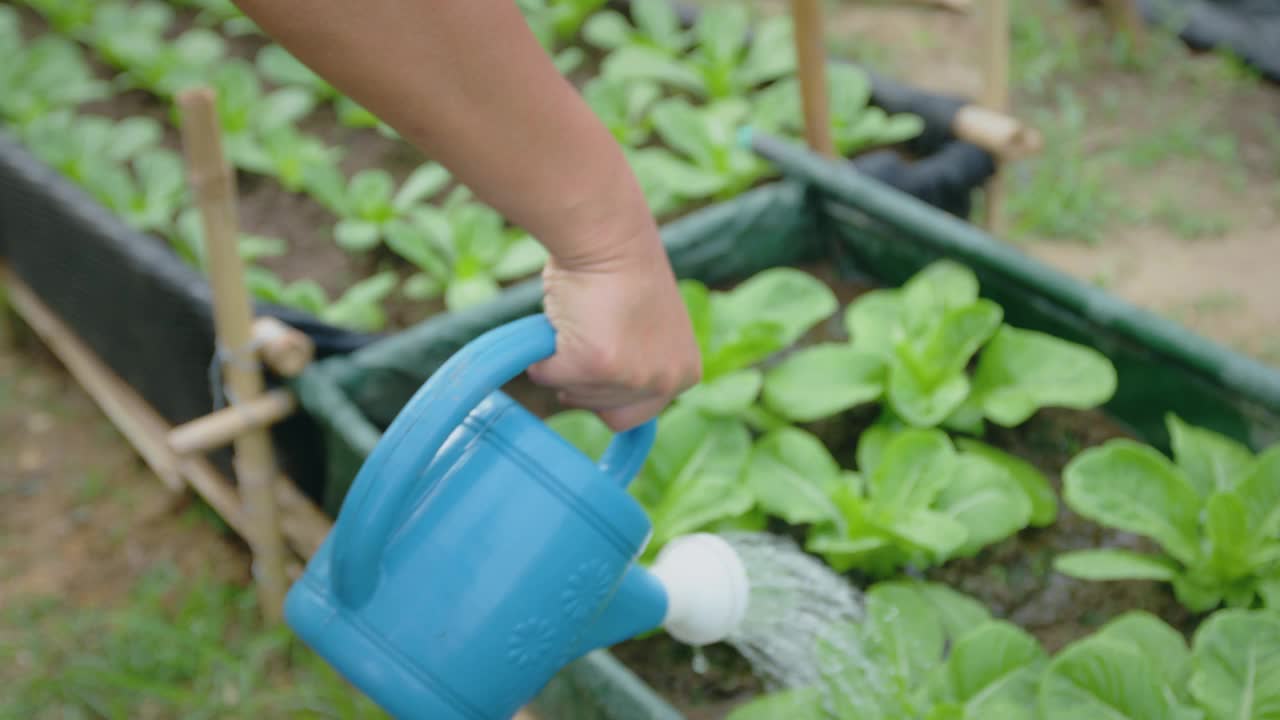 园丁在有机农场给Cos沙拉蔬菜浇水。视频素材