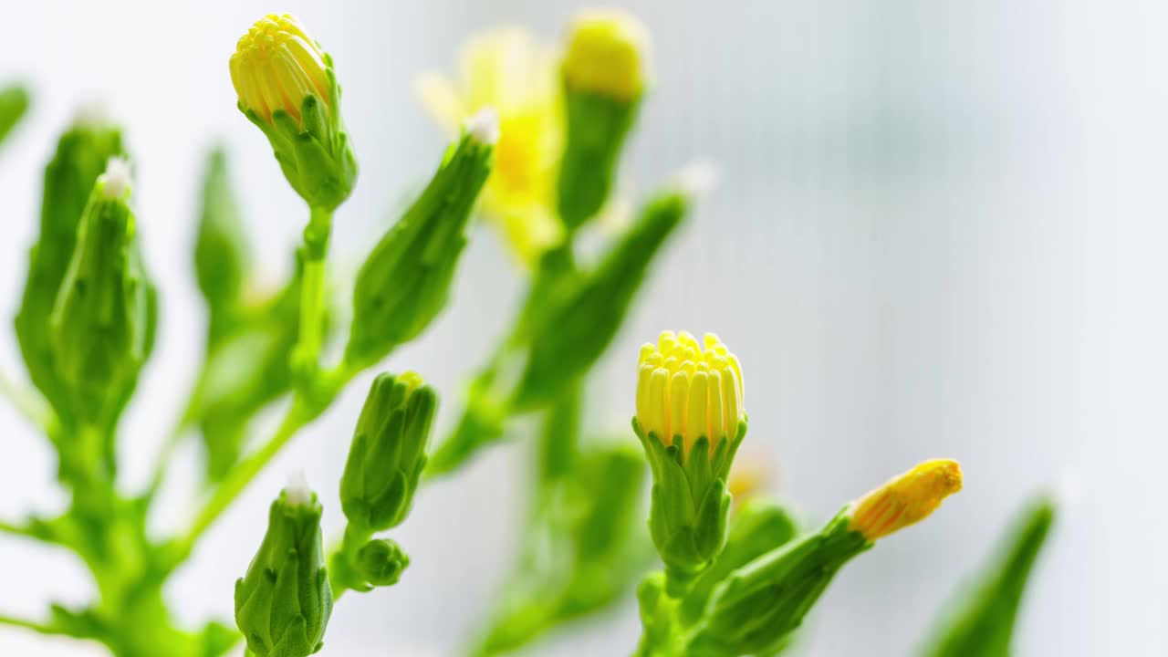 生菜早晨开花过程的时间流逝视频下载