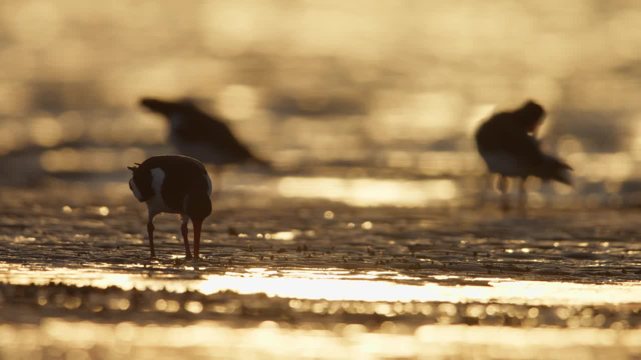 欧亚捕牡蛎者用喙在沙滩上觅食。低电影日落镜头视频素材