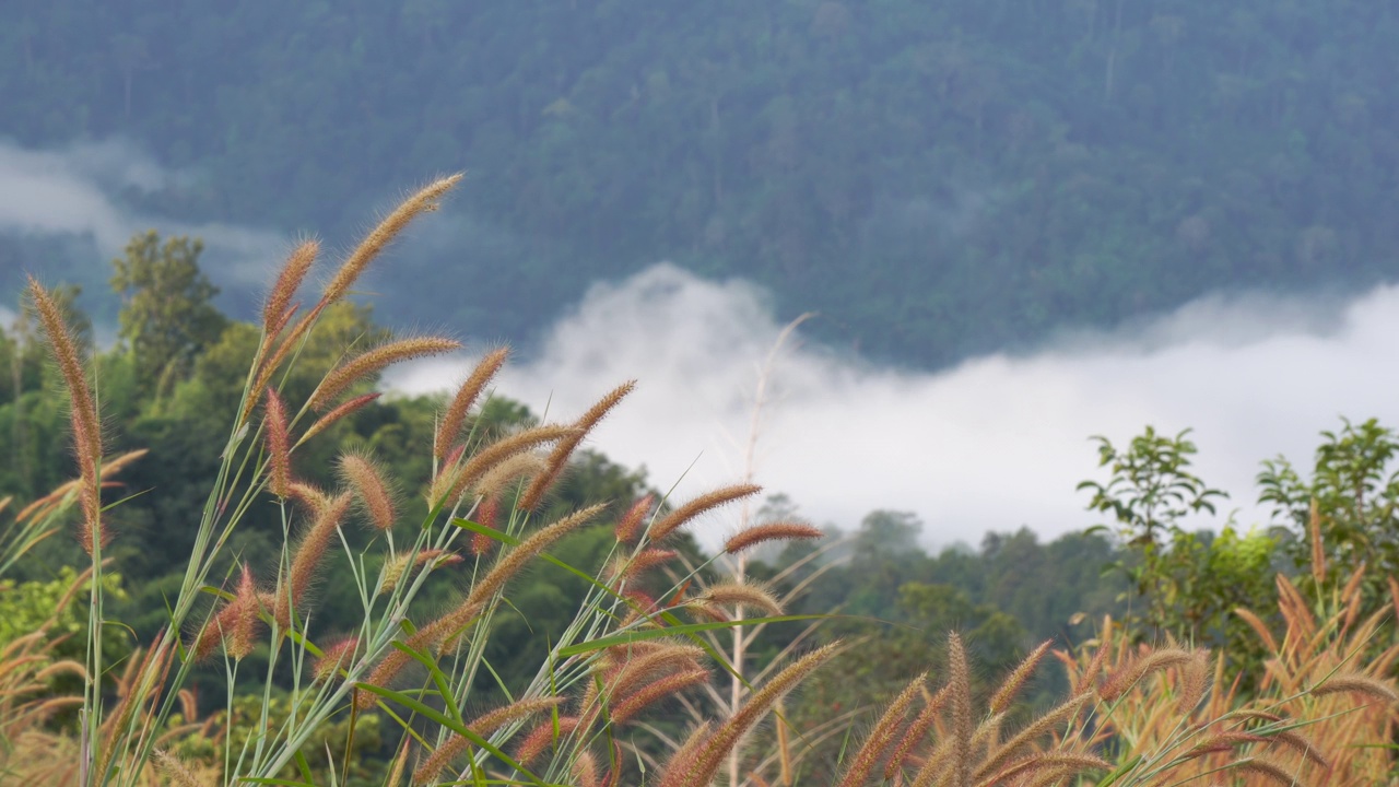 草花在晨光中流淌，雾为背景视频下载