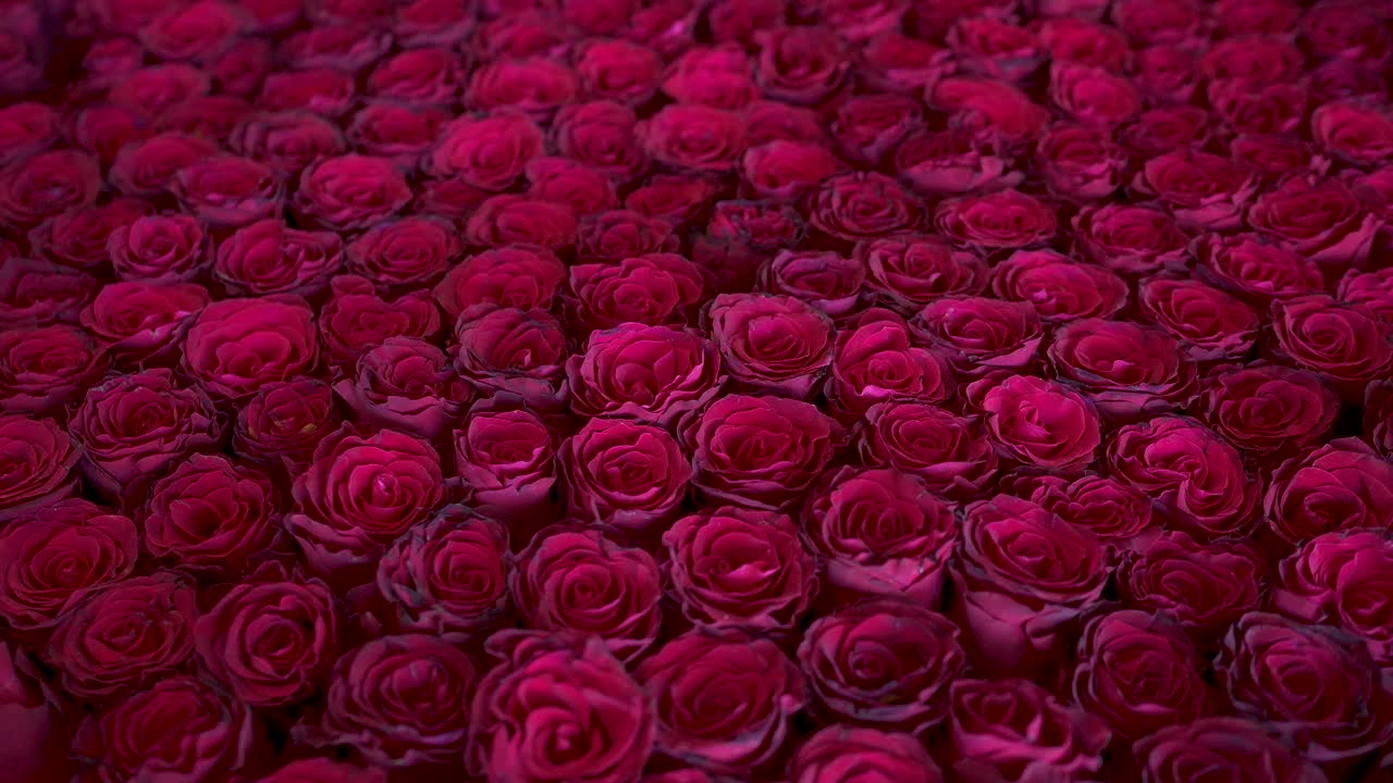 红玫瑰花束，情人节，婚礼装饰，爱情情感，视频素材