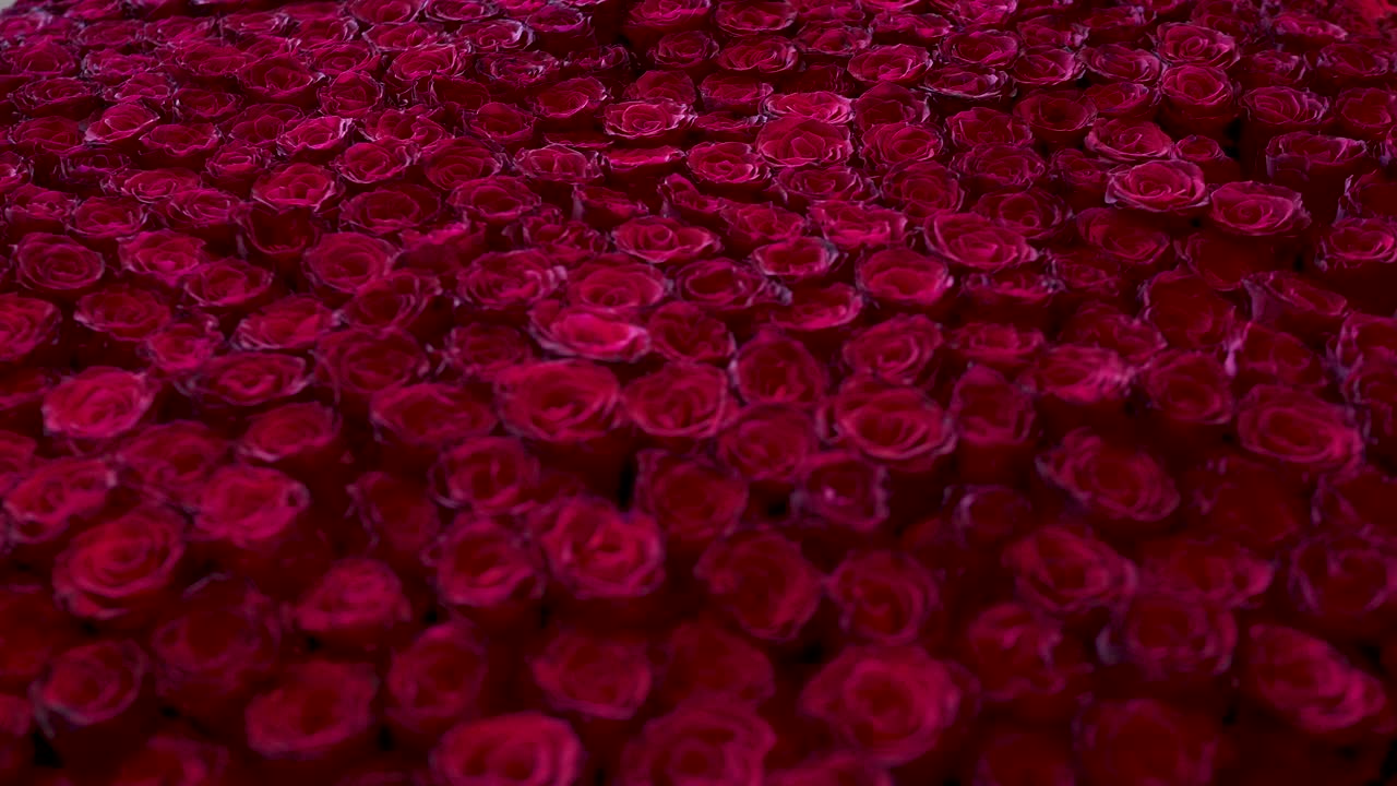 红玫瑰花束，情人节，婚礼装饰，爱情情感，视频素材