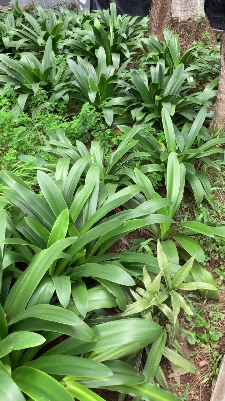 花园里的绿色植物视频素材