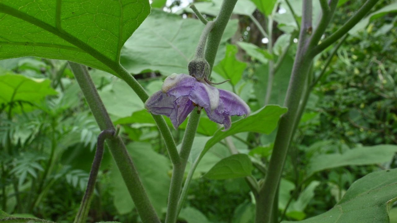 茄子花。视频素材