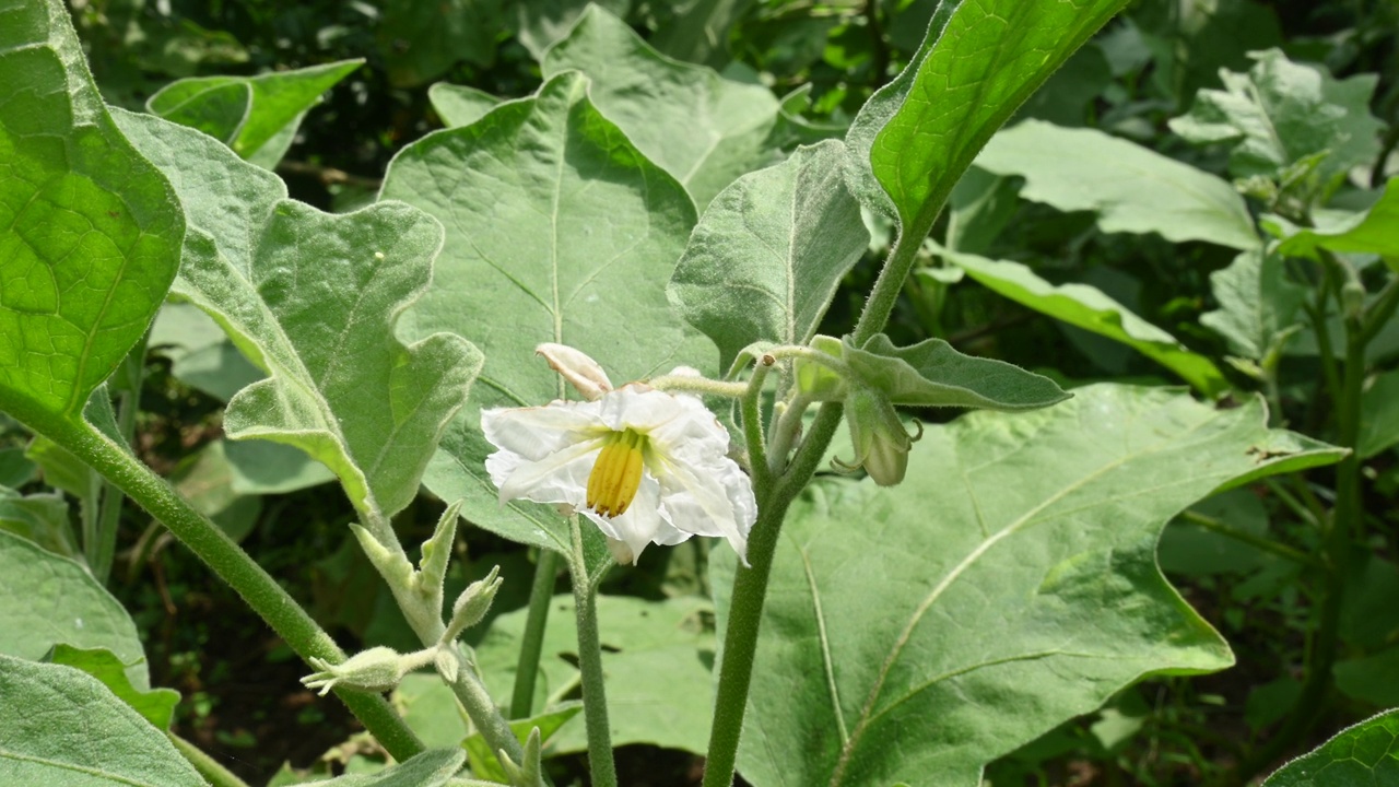 茄子花。视频素材