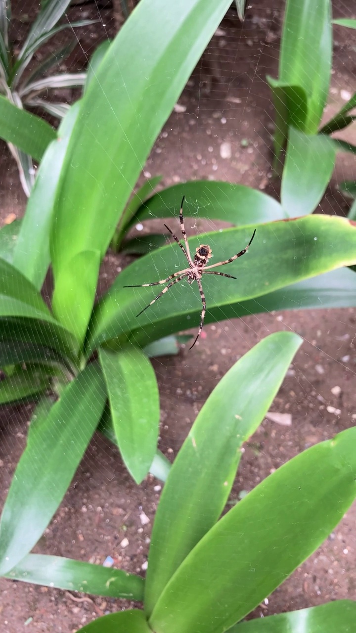 花园里的绿色植物视频素材