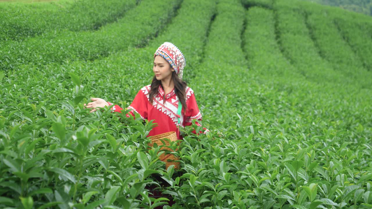 4K慢镜头，美丽的年轻女子穿着苗族服装，在茶园里慢慢地嗅着茶叶。视频下载