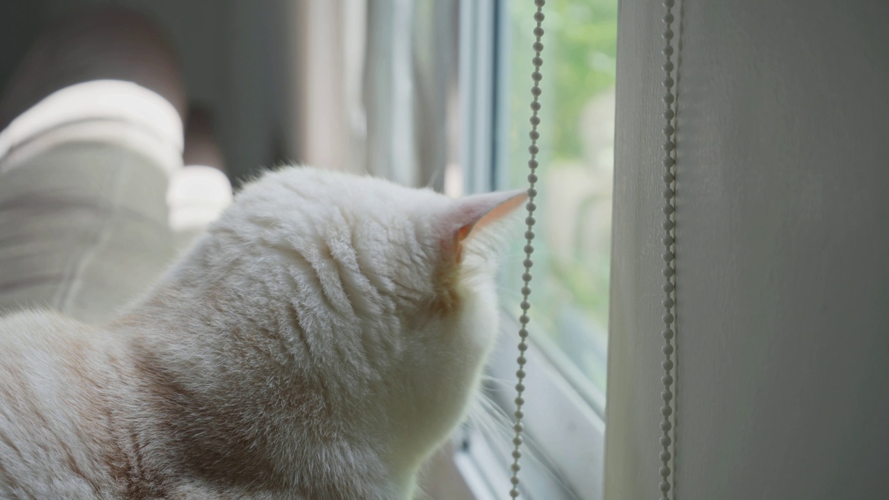 苏格兰折耳猫视频素材