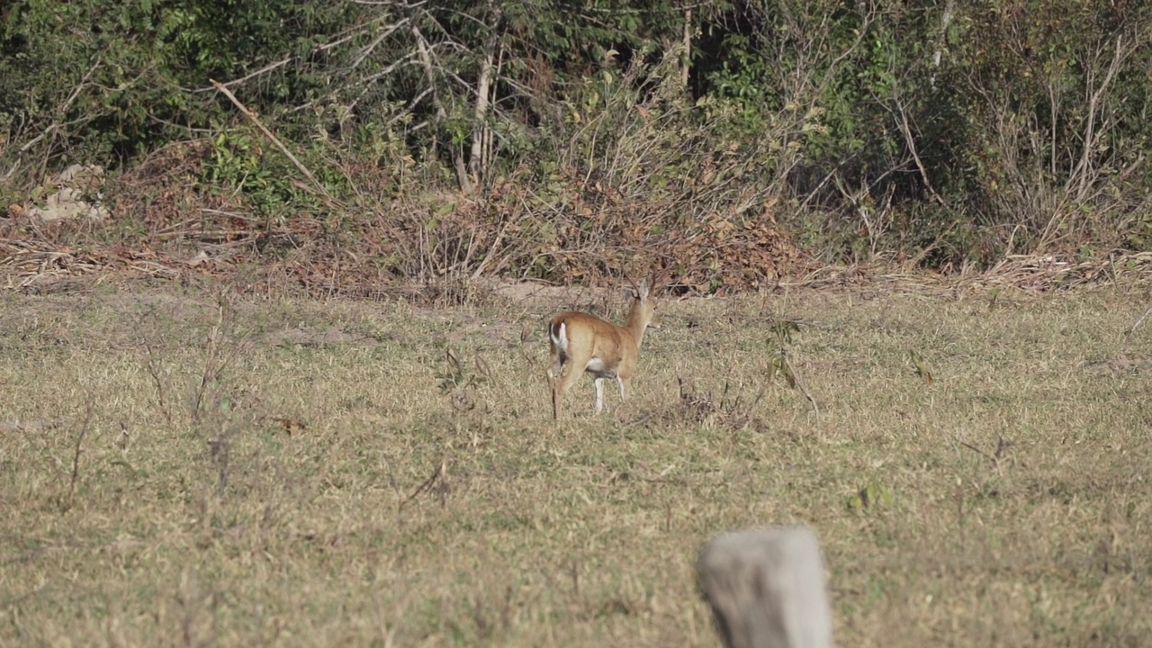 沼泽鹿(Blastocerus dichotomus)，又称沼泽鹿，是南美洲最大的鹿种，主要分布在南美洲巴西潘塔纳尔河的沼泽地区视频素材