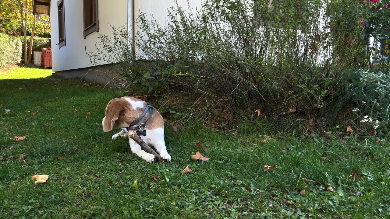 可爱的小猎犬在户外的绿草地上玩着木棍。视频素材