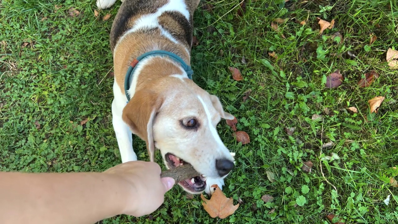 可爱的小猎犬在户外的绿草地上玩着木棍。视频素材