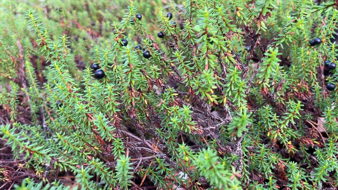 Juniperus普通的。药用植物和常绿乔木-普通杜松视频素材