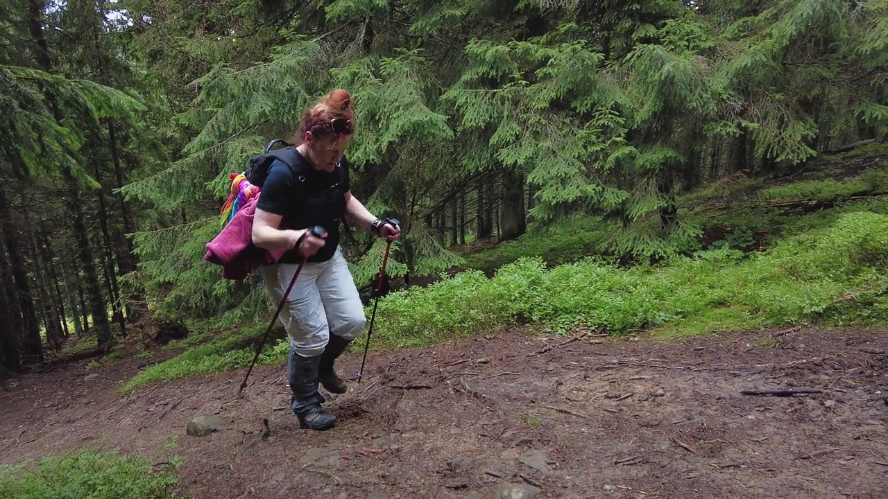 一位妇女拿着登山杖在森林里爬山。视频素材