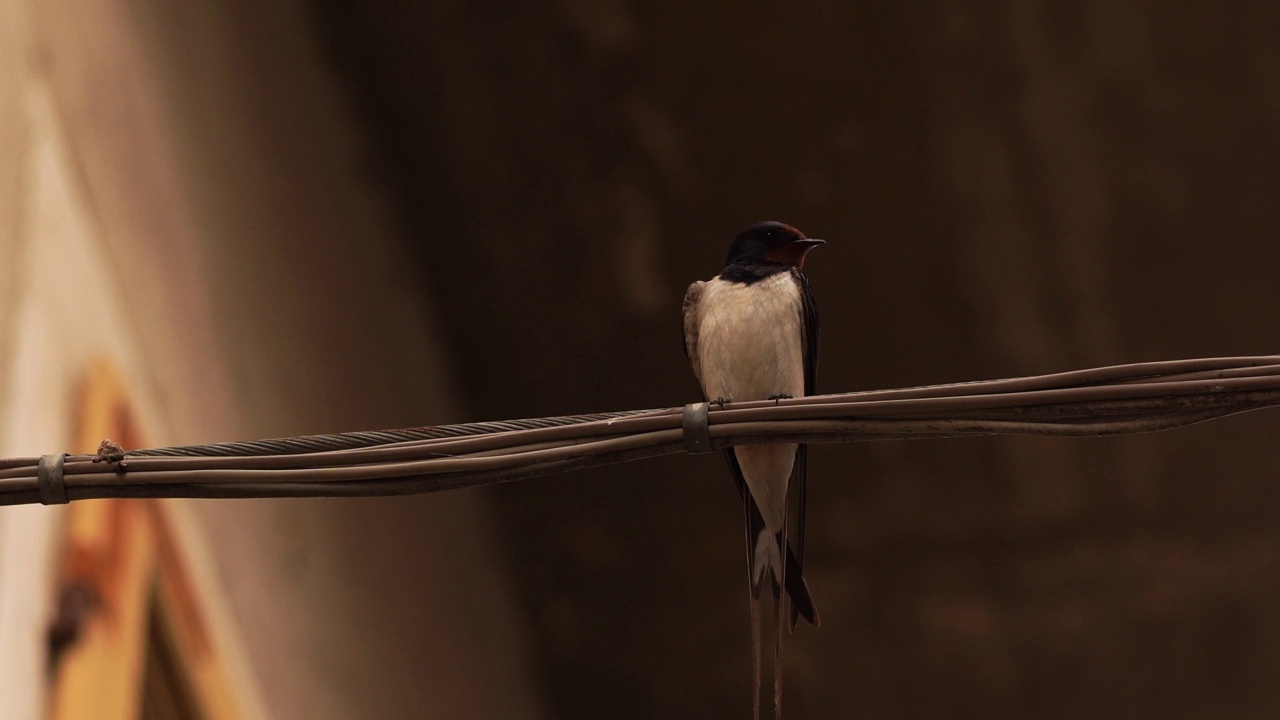 一只仓燕(Hirundo rustica)栖息在意大利村庄的电线上视频素材