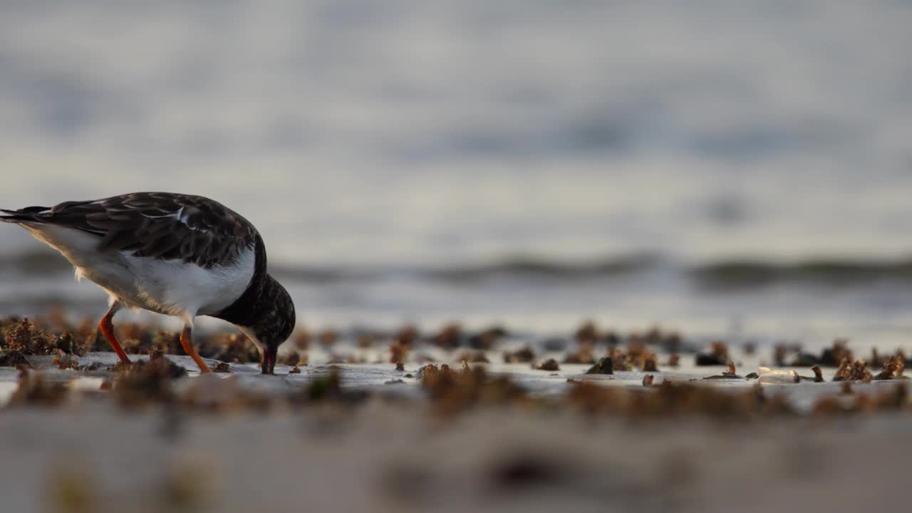 在海岸线上觅食贝类的红润的Turnstone steenloper，远摄视频素材