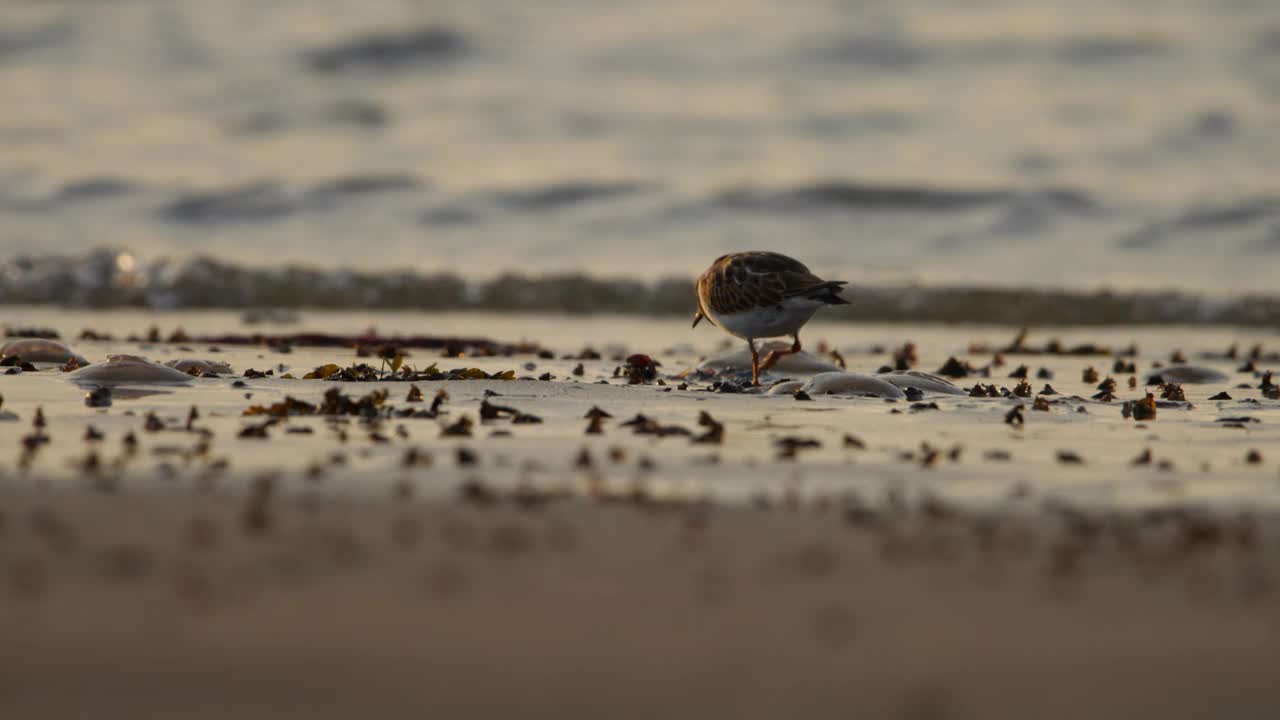 红润的Turnstone Arenaria诠释了在潮湿的沙滩上觅食，日落低角度视频素材