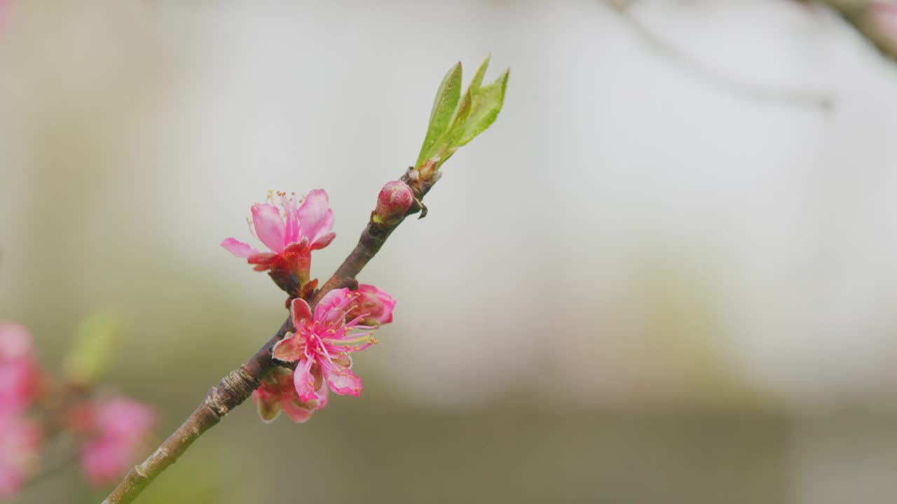 美丽的果园。杏树花与软焦点。美丽的花园在一个阳光明媚的日子。关闭了。视频素材