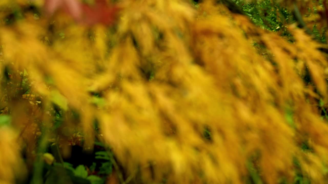 秋天，灌木上鲜艳的黄色日本枫，秋天的气氛视频下载
