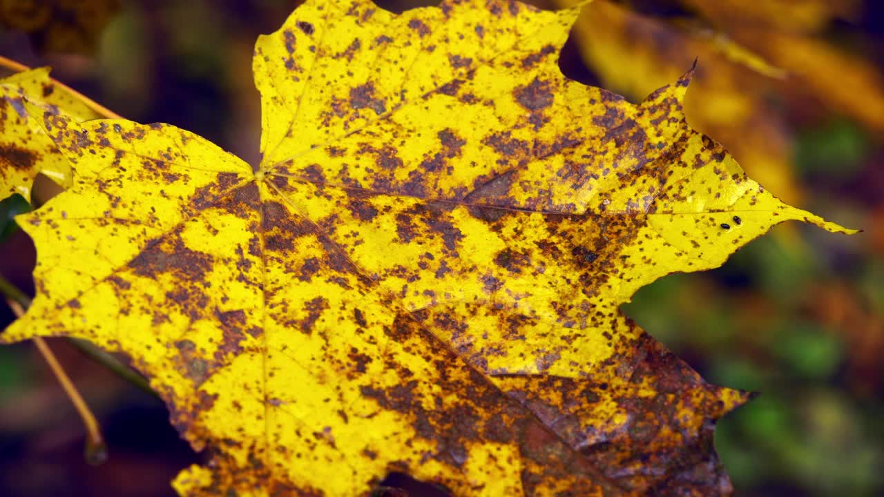 阴天秋日斑驳的黄枫叶，秋日气氛视频下载