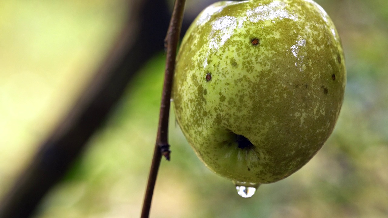 秋雨中被遗忘的树上斑点苹果，阴郁的秋气。视频下载