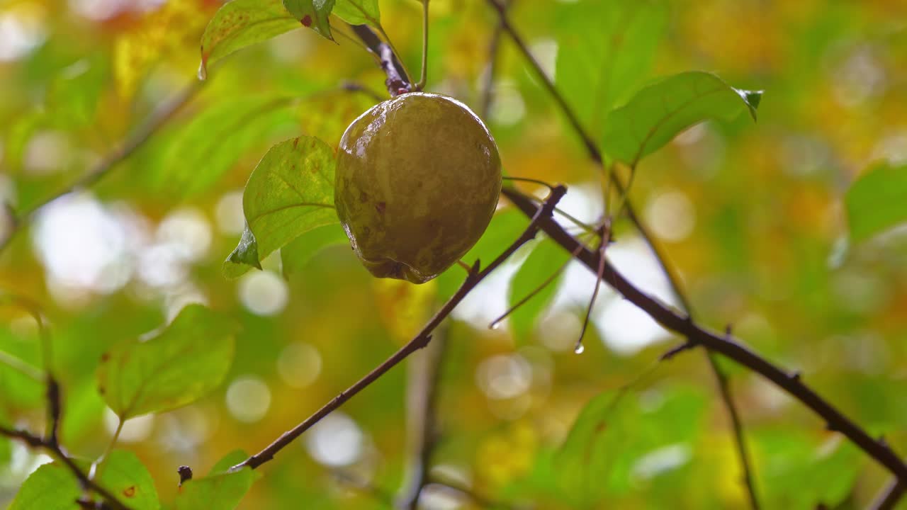 秋雨中被遗忘的树上黑斑烂苹果，阴郁的秋气视频下载