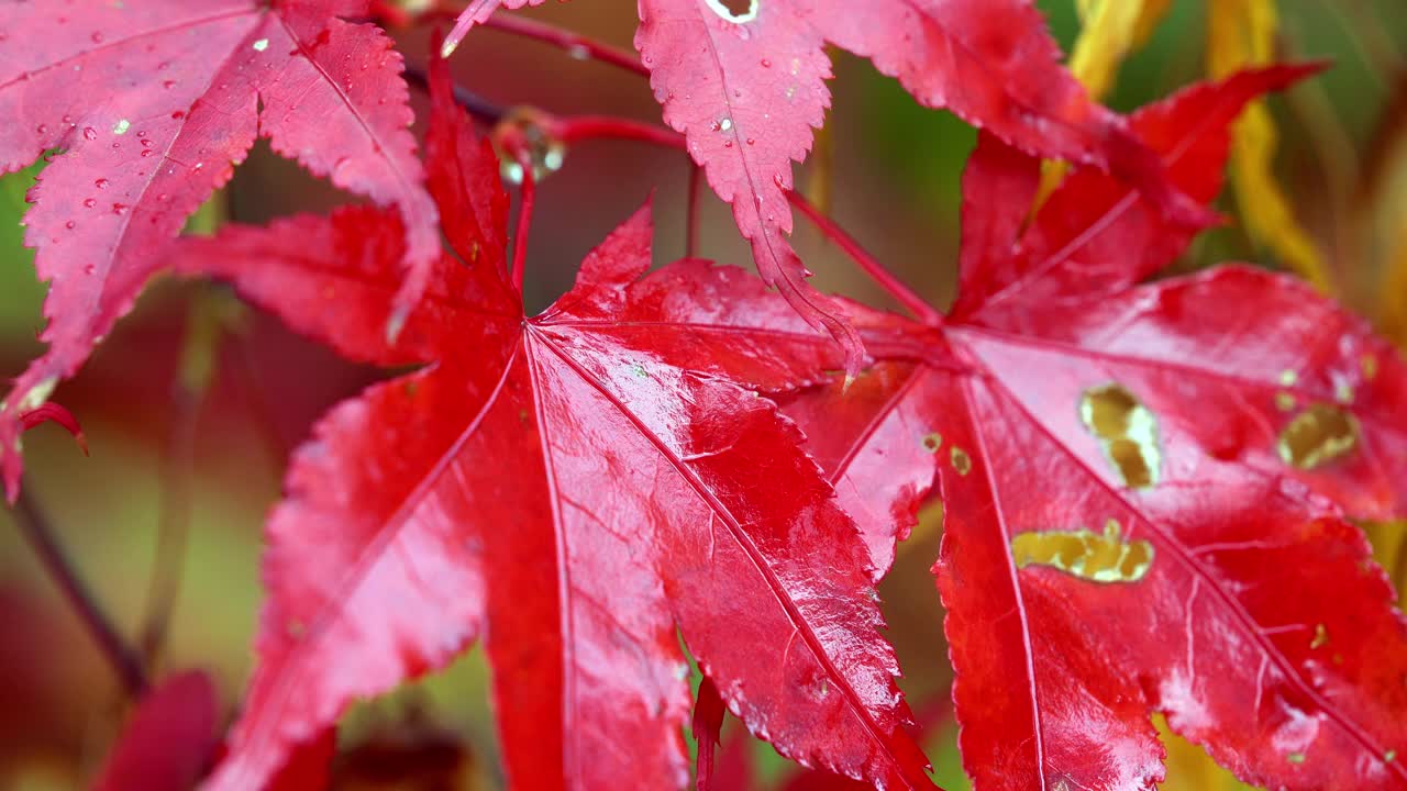 秋初日本槭的红叶特写，秋天的气氛视频下载