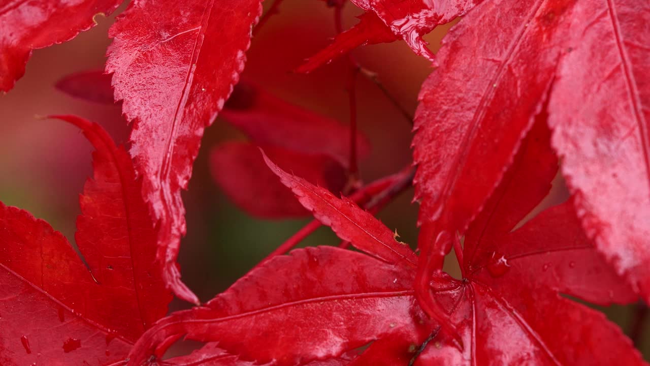 鲜红的秋天——秋初日本槭的变色叶子，秋天的气氛视频下载