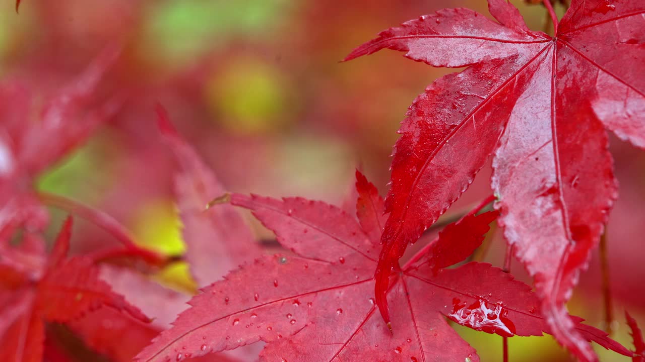 秋初，秋日气氛中，一棵日本槭树(Acer japonicum)鲜红变色的叶子特写视频下载