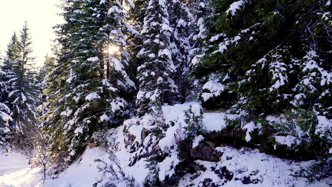 阳光透过森林里被雪覆盖的高大冷杉树照射进来视频下载