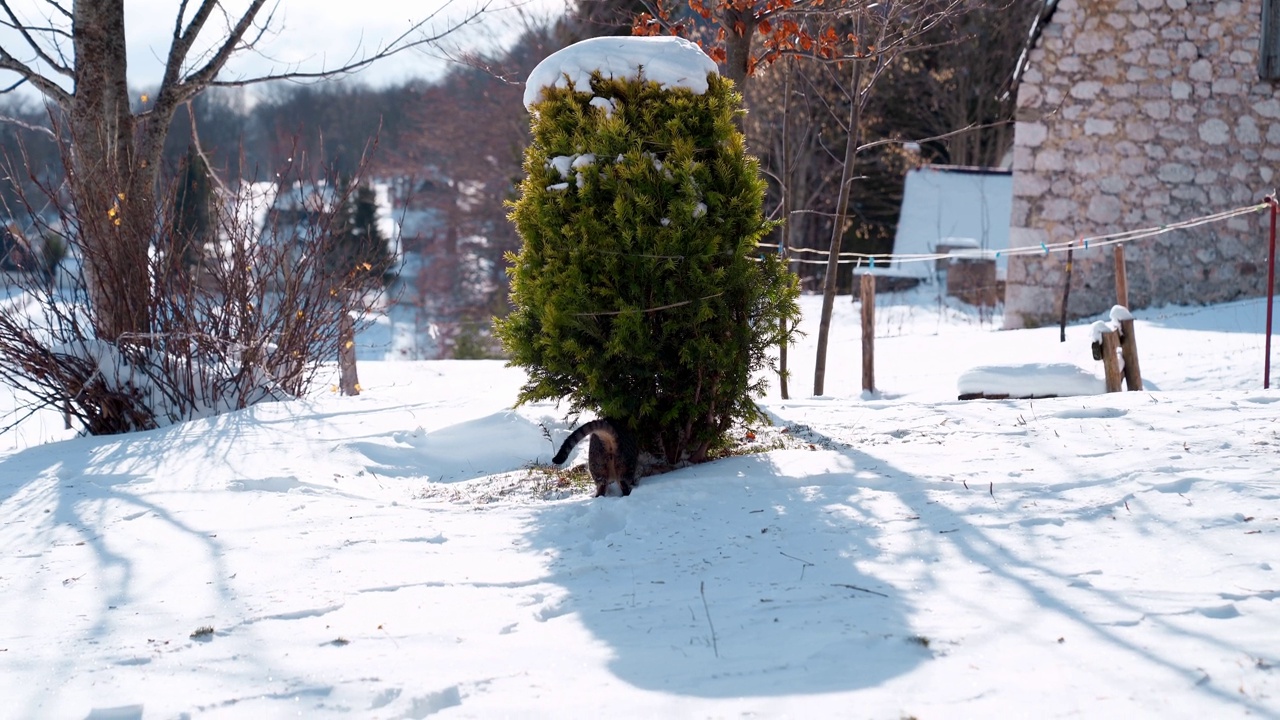 玩着的虎斑猫跳进厚厚的积雪，跳到房子附近的灌木丛里视频下载