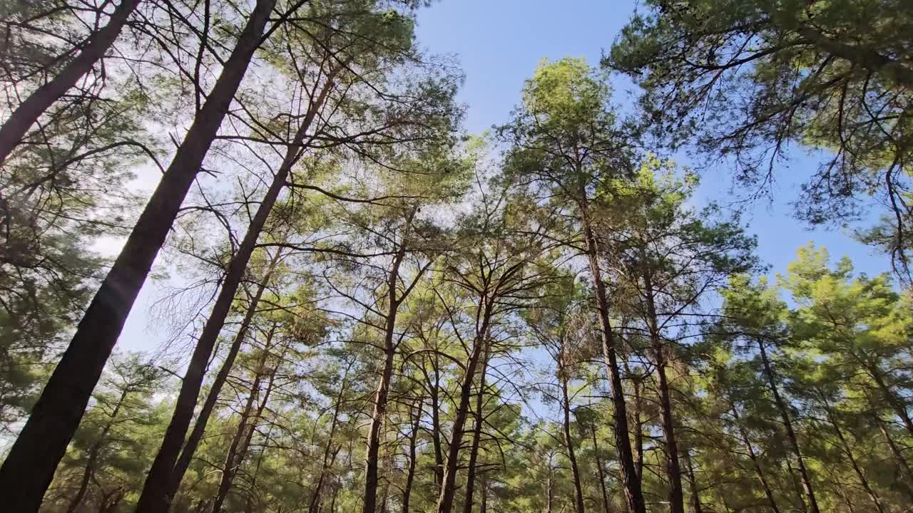 从侧面向前移动的浓密红松林视频素材